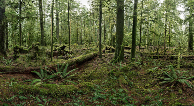 Edward Burtinsky - Cathedral Grove - Courtesy Flowers Gallery London